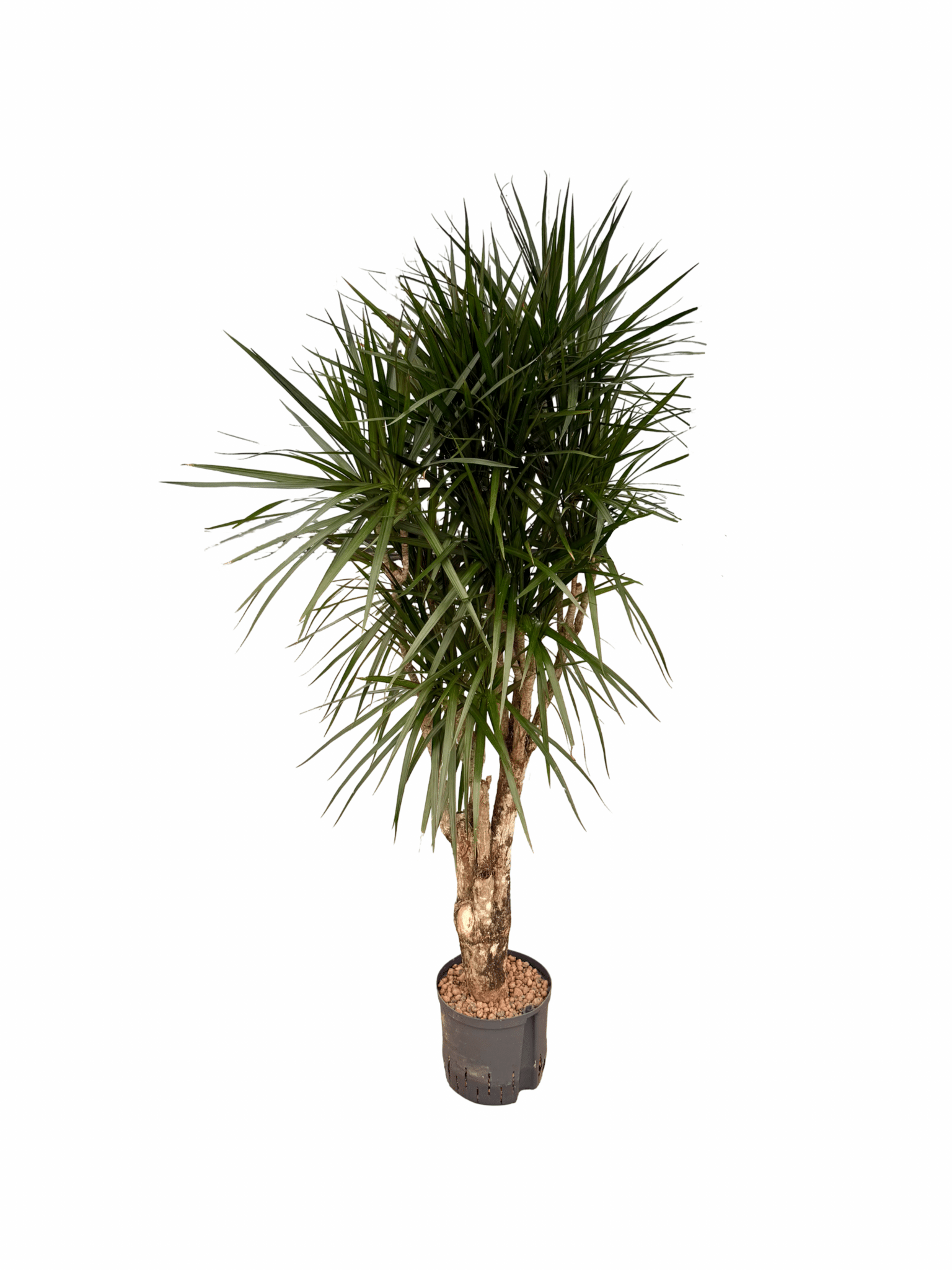 Dracaena marginata