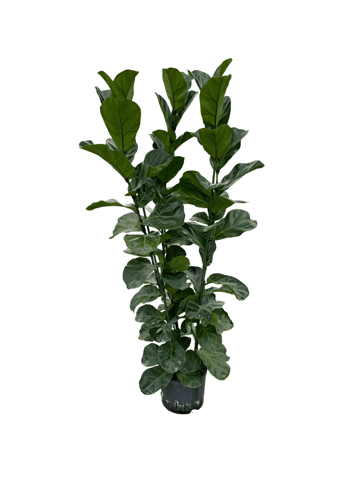 Ficus lyrata 'Bambino'
