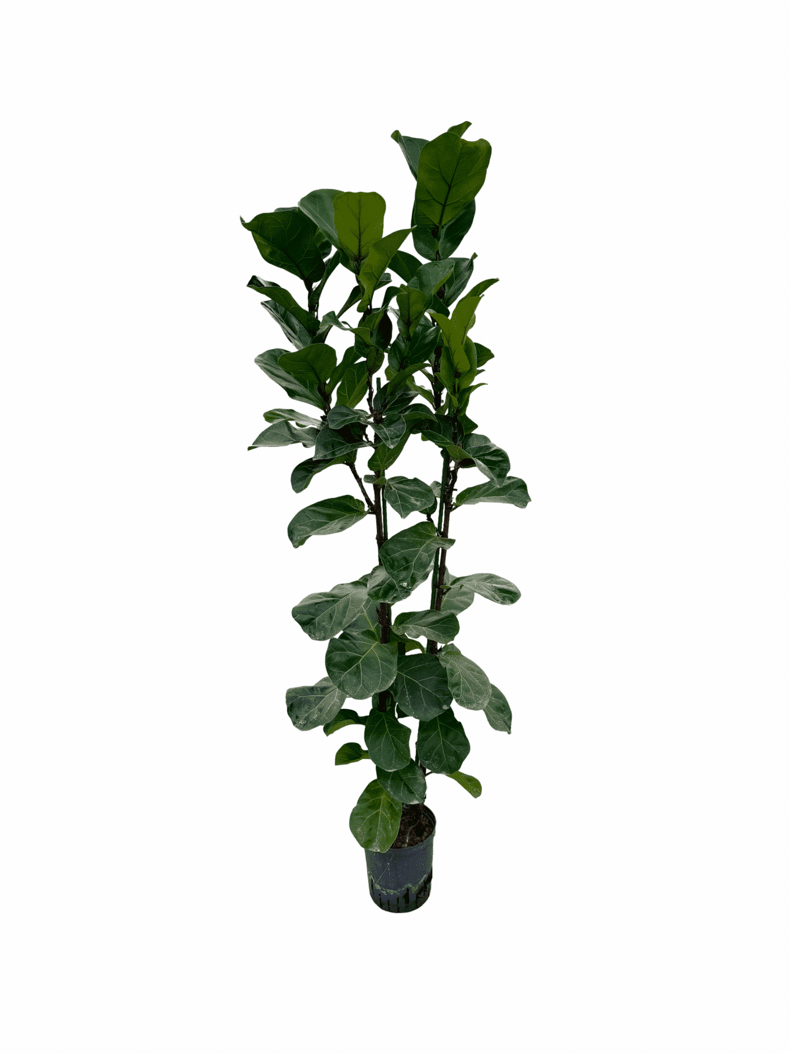 Ficus lyrata 'Bambino'
