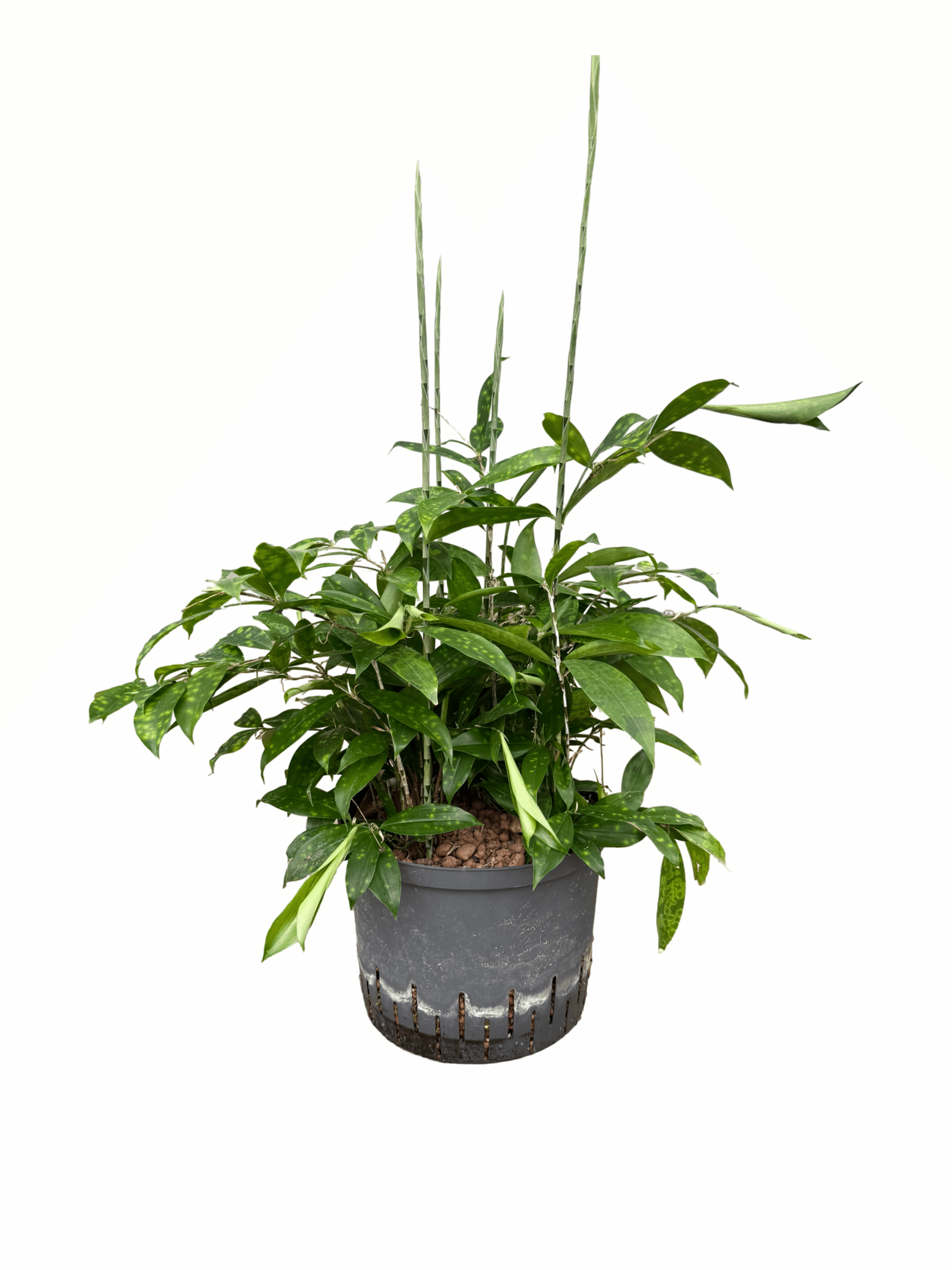 Dracaena surculosa