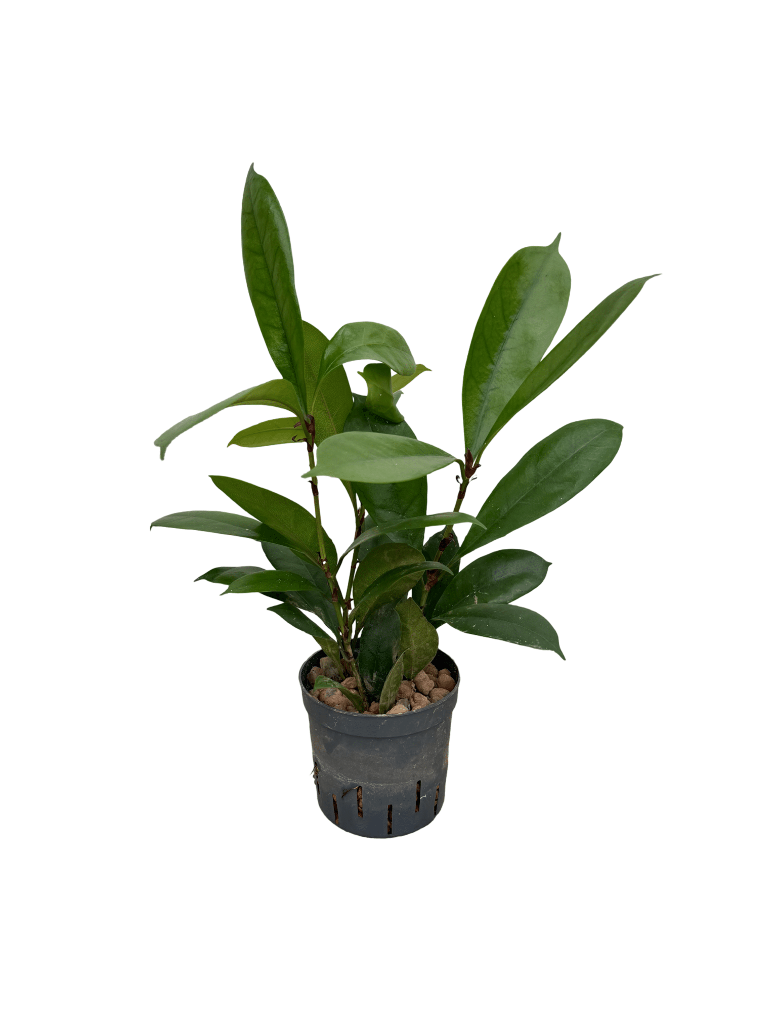 Ficus cyathistipula