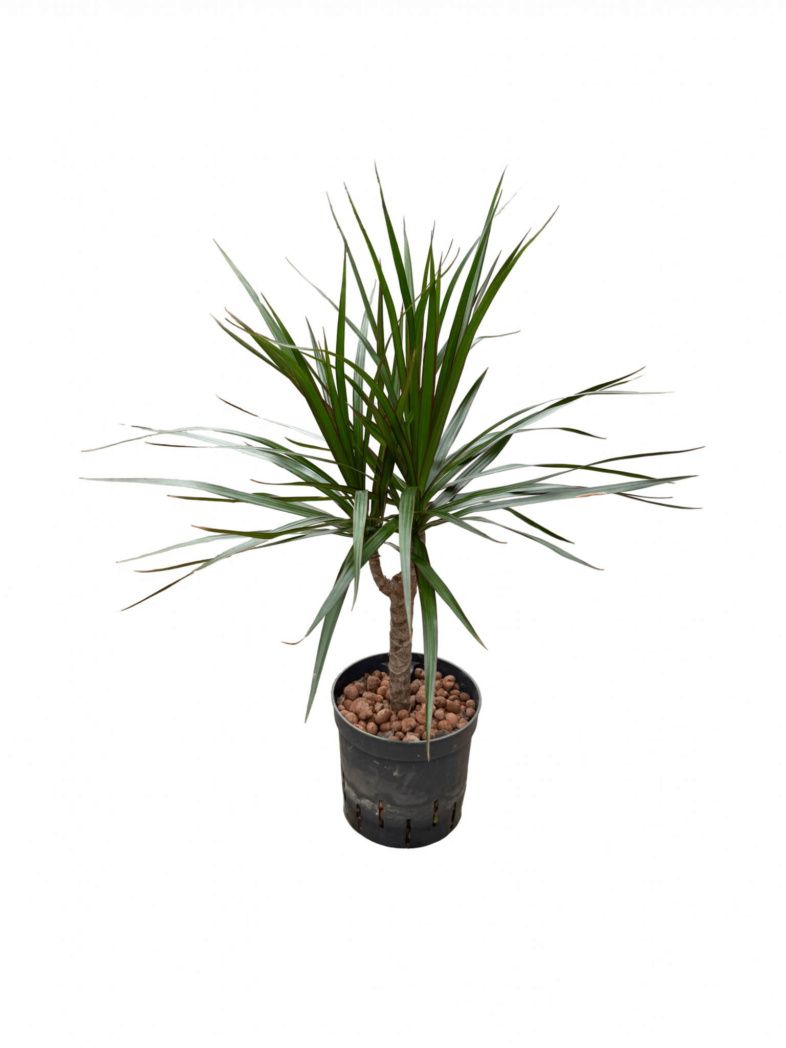 Dracaena marginata