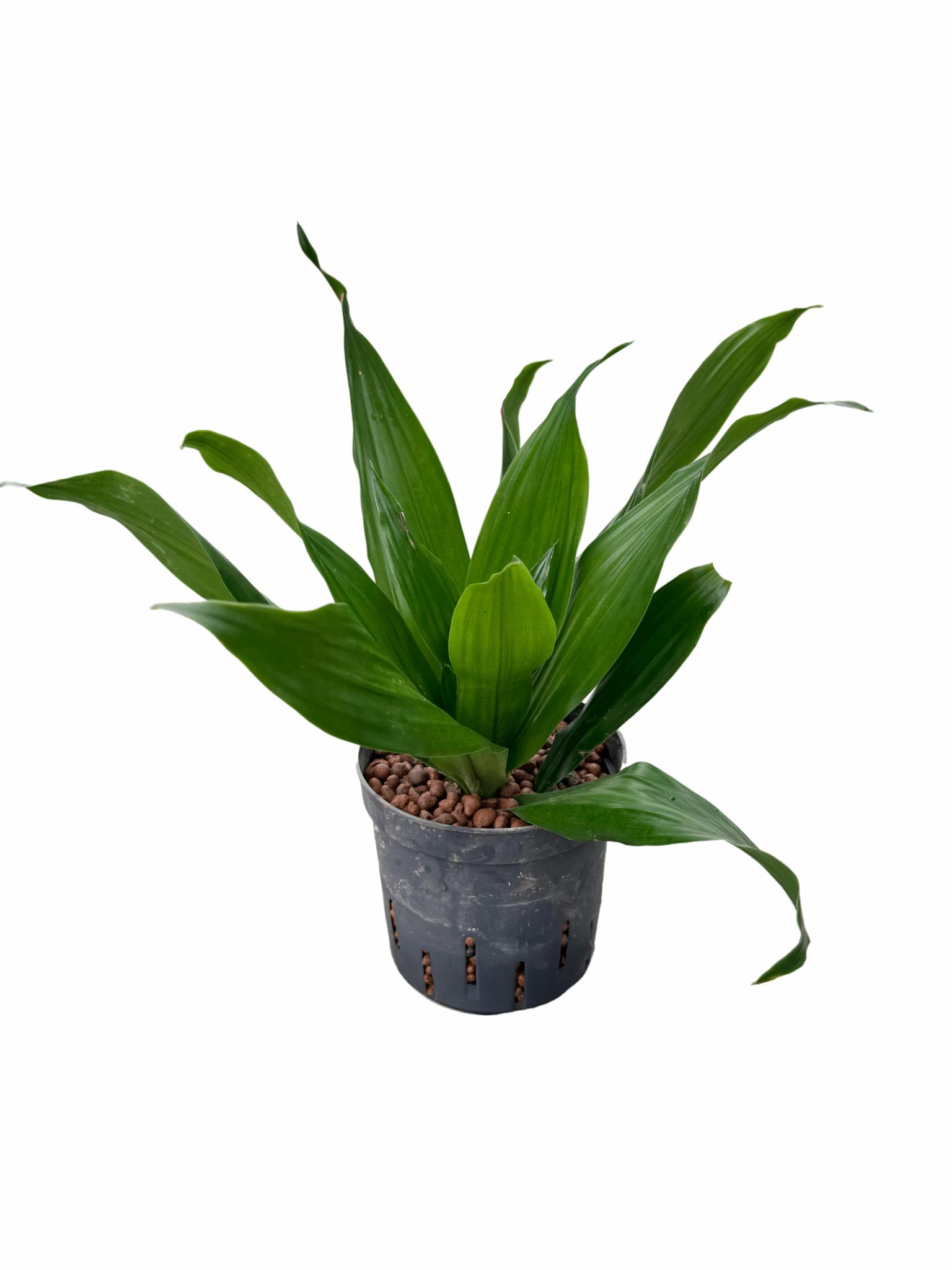 Dracaena 'Green Jewel'
