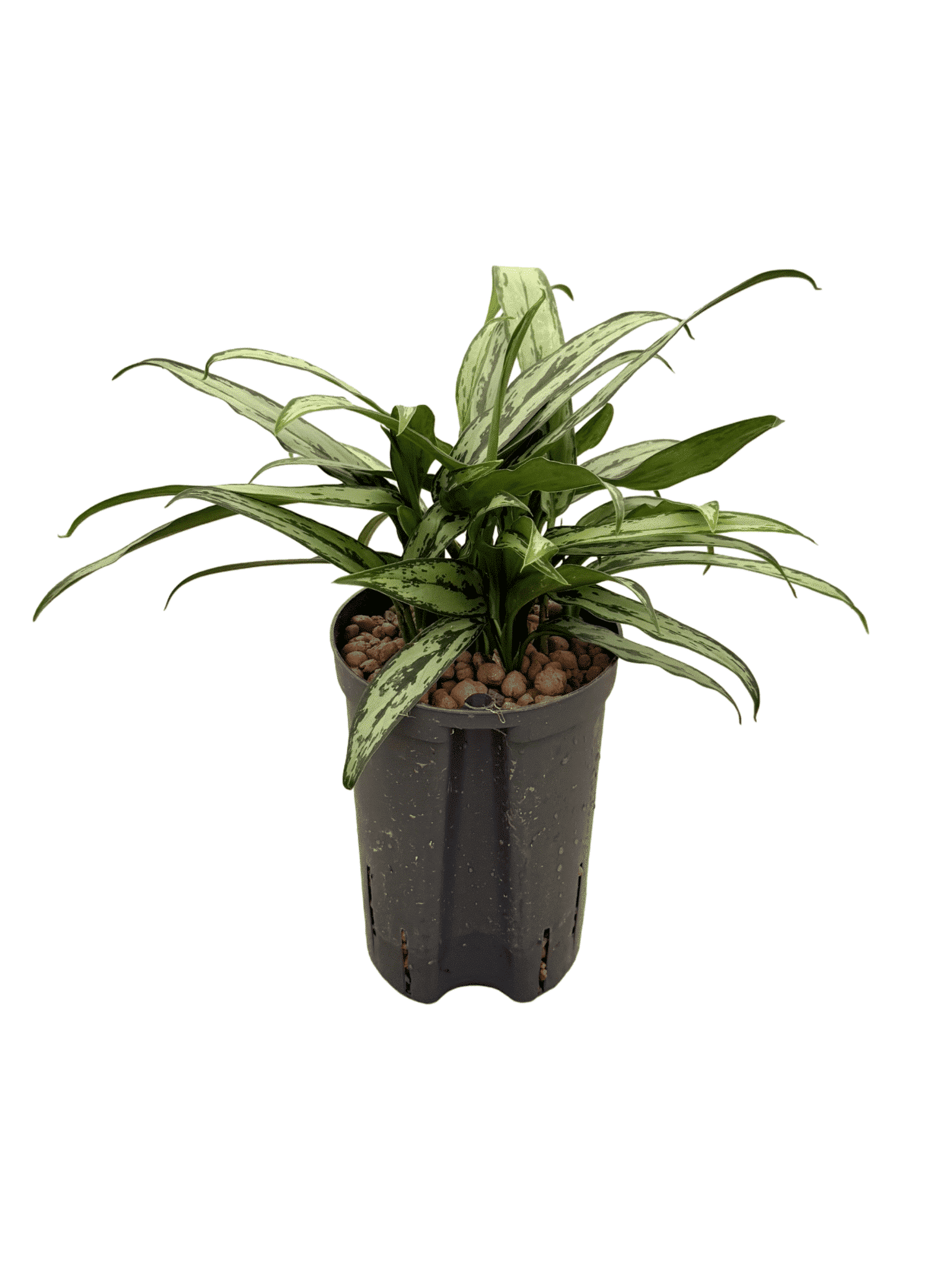 Aglaonema 'Cutlass'