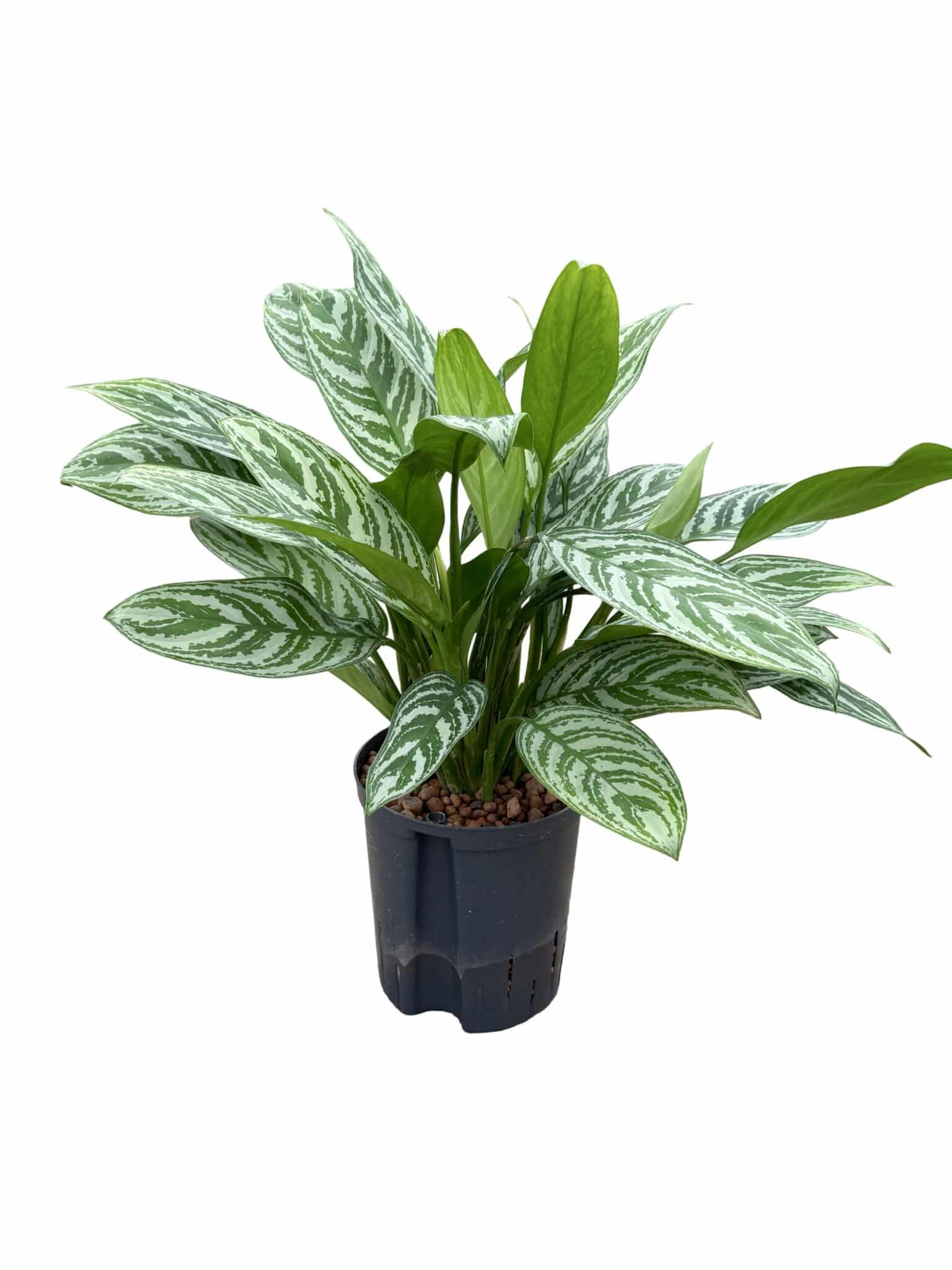 Aglaonema 'Green Stripe Compacta'