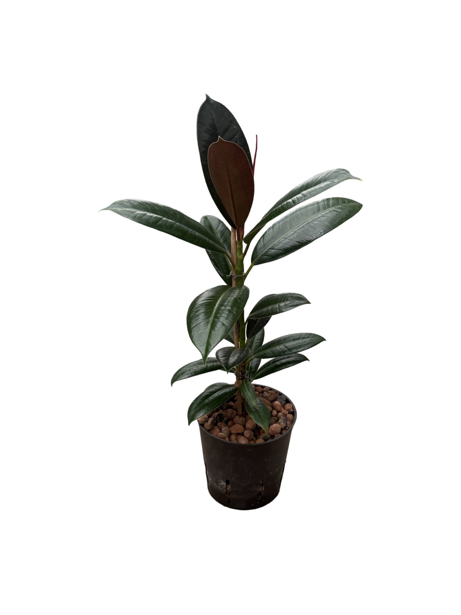 Ficus elastica "Melanie Petite"