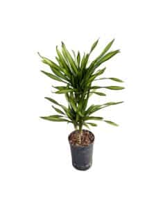 Dracaena 'Riki'