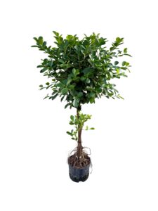 Ficus 'Moclame'