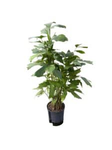 Caryota mitis