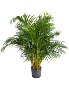 Areca chrysalidocarpus lutescens