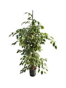 Ficus 'Golden King'