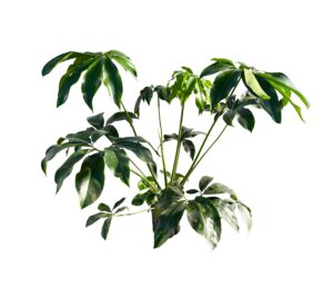 Philodendron 'Green Wonder'