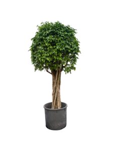 Ficus benjamina 'Exotica'