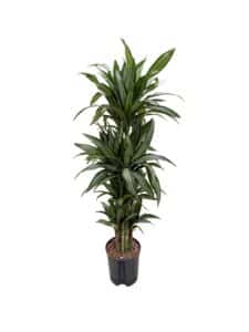 Dracaena ulyses