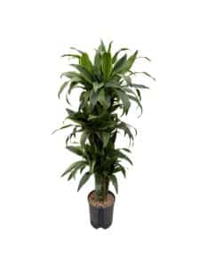 Dracaena 'Arturo'
