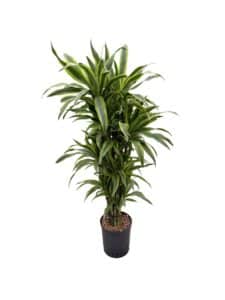 Dracaena 'Lemon Lime'