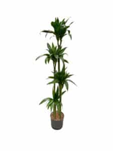 Dracaena 'Janet Graig'