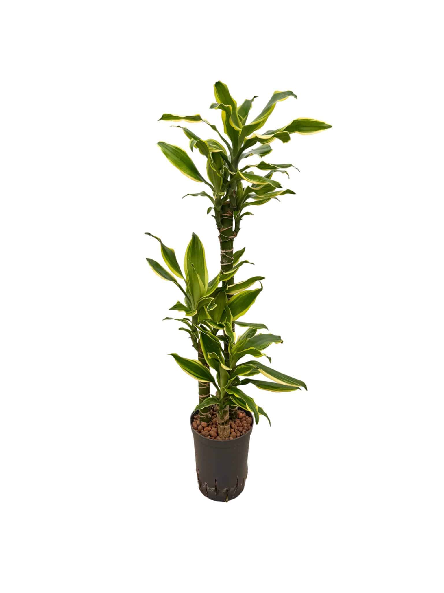 Dracaena 'Gold Coast'