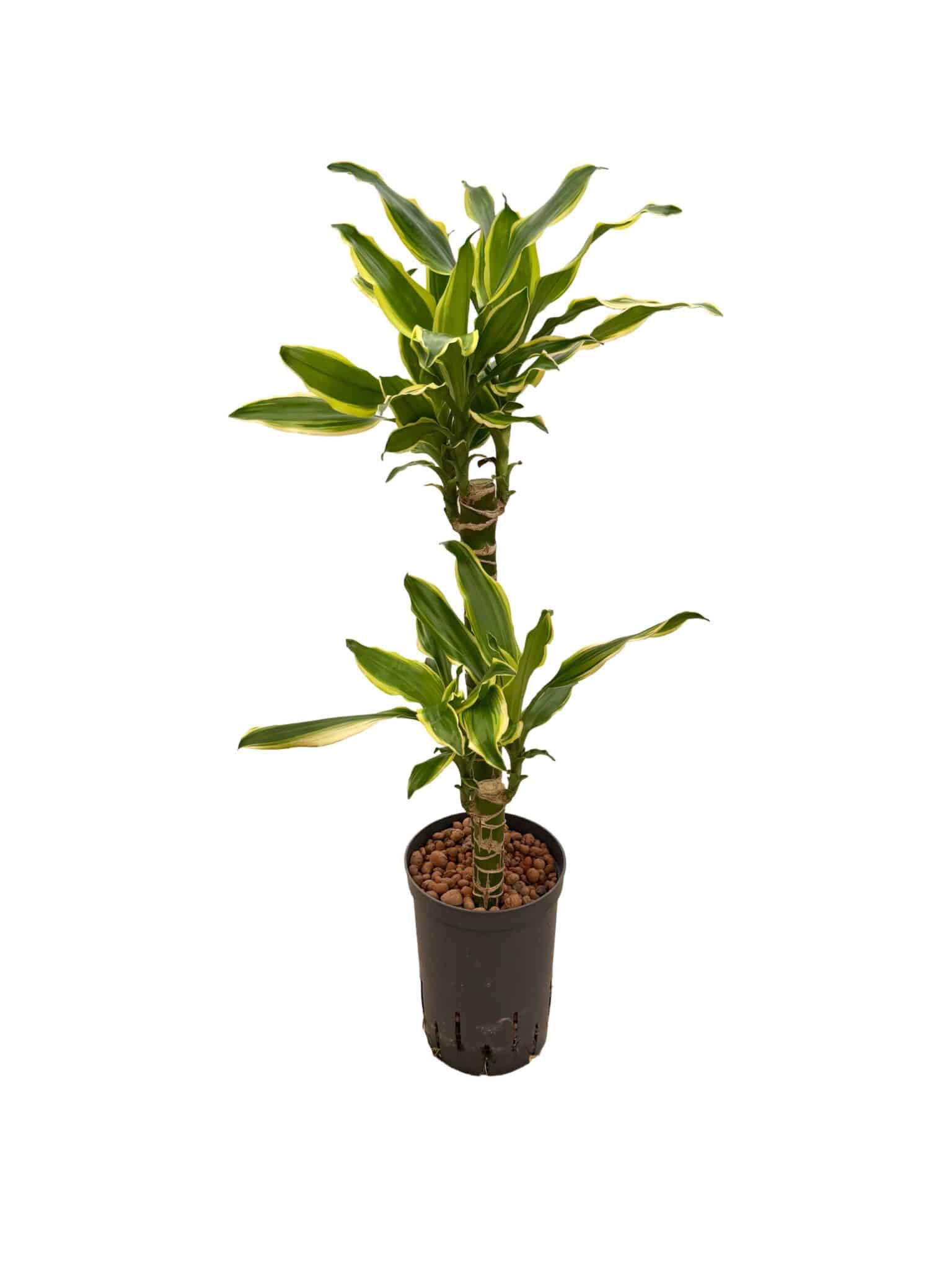 Dracaena 'Gold Coast'